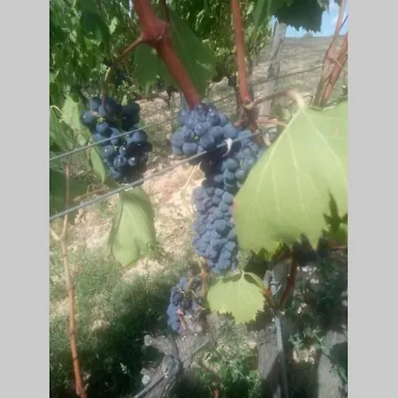 Appartamento Sughera * Sughera