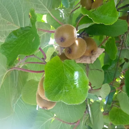 Appartamento Sughera דירה Sughera
